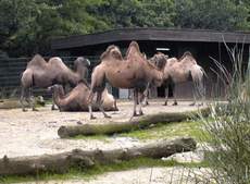 Kamele-1.jpg